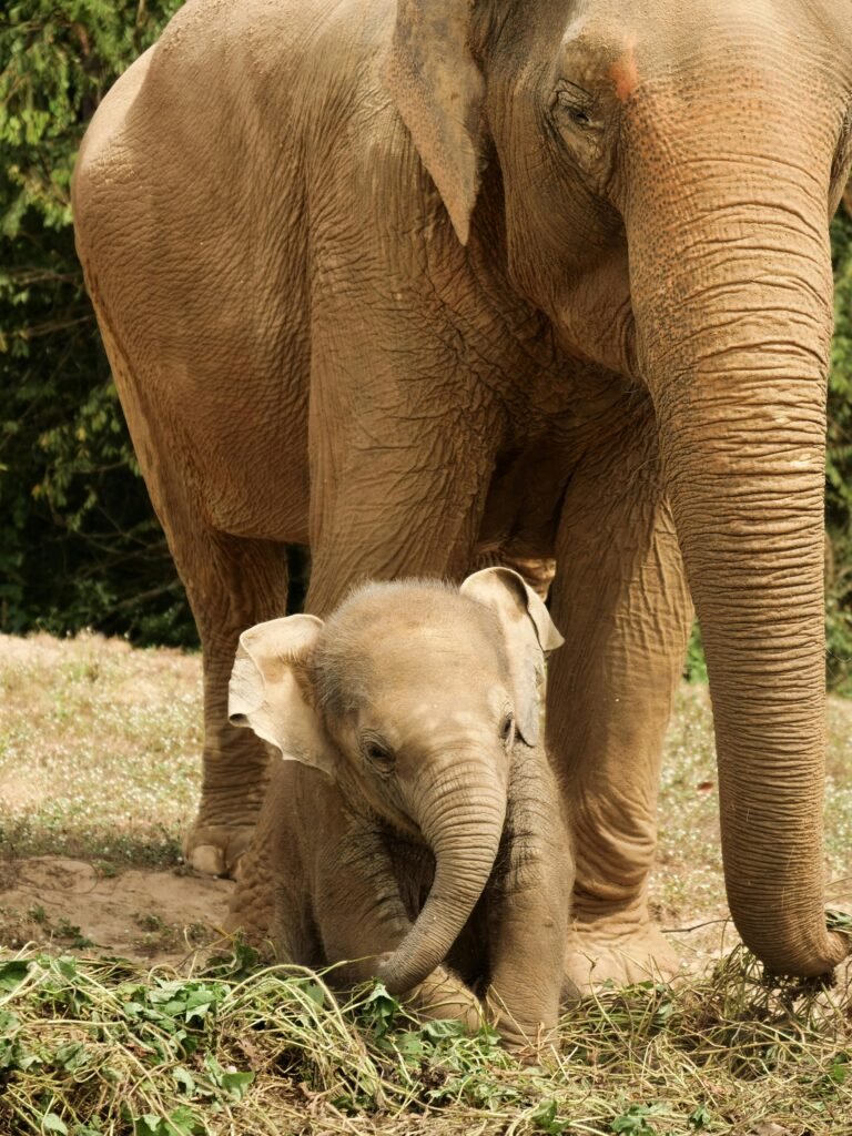 thailand itinerary : watch the elephants, feed them, and even bathe them in the river